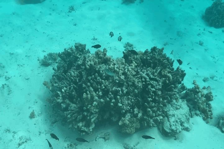 サイパン アクアリゾートクラブ アチュガオビーチ沖のサンゴ礁